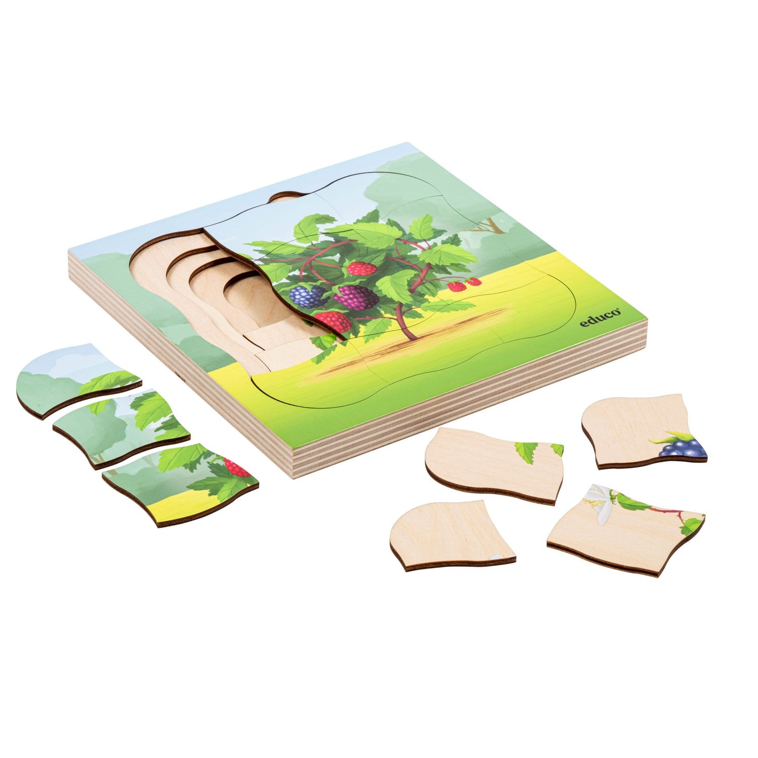Puzzle évolutif dans la forêt - le mûrier