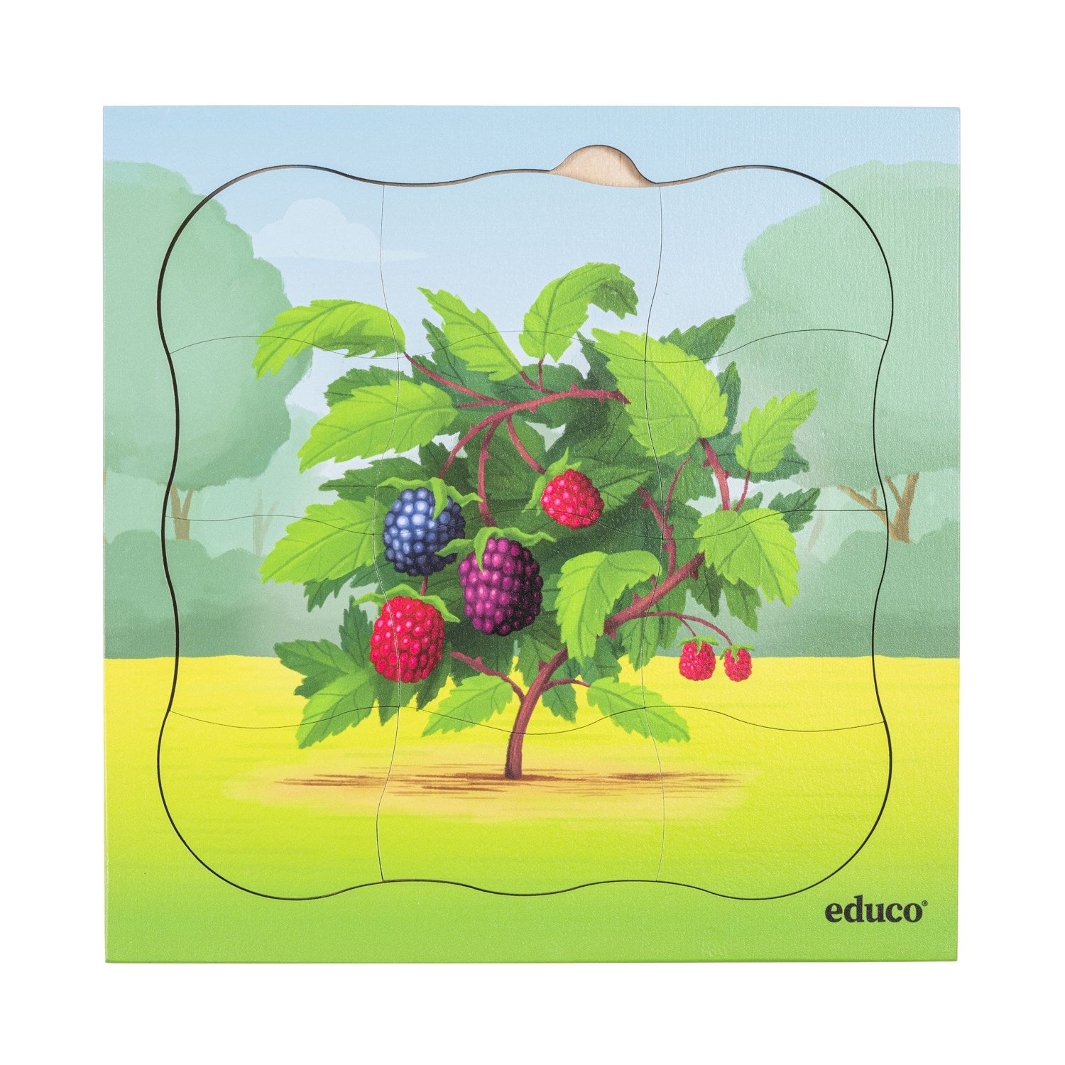 Puzzle évolutif dans la forêt - le mûrier
