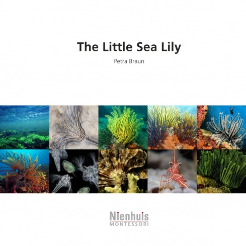 The Little Sea Lily