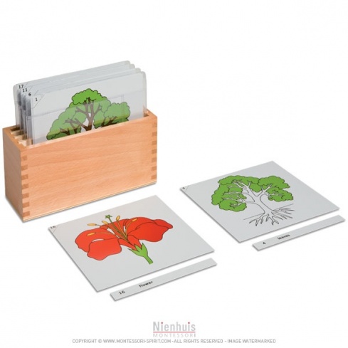 First Set Of Botany Cards Box