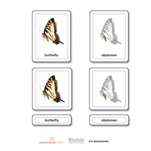 Parts of a Butterfly (Insects)