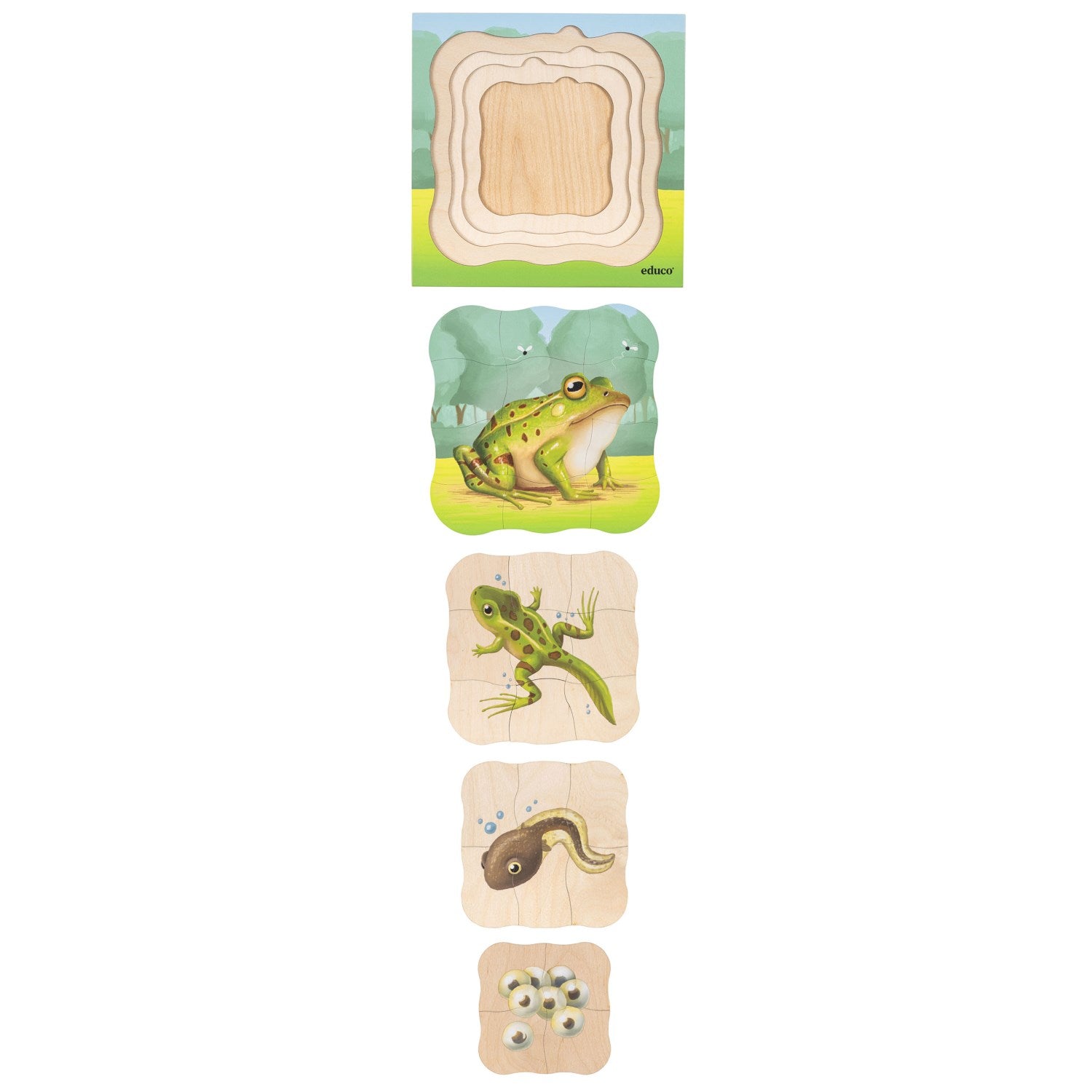 Puzzle évolutif dans la forêt - la grenouille