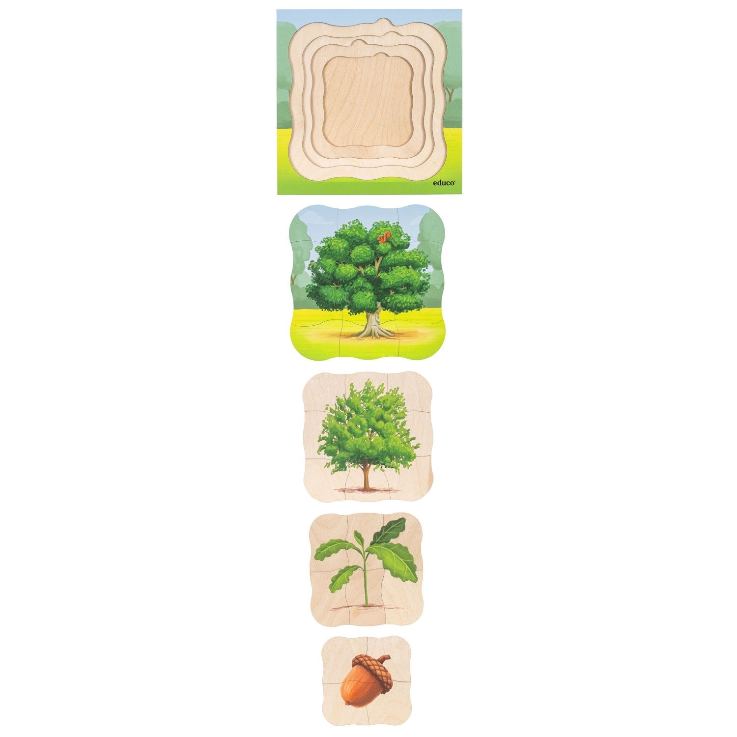 Puzzle évolutif dans la forêt - le chêne