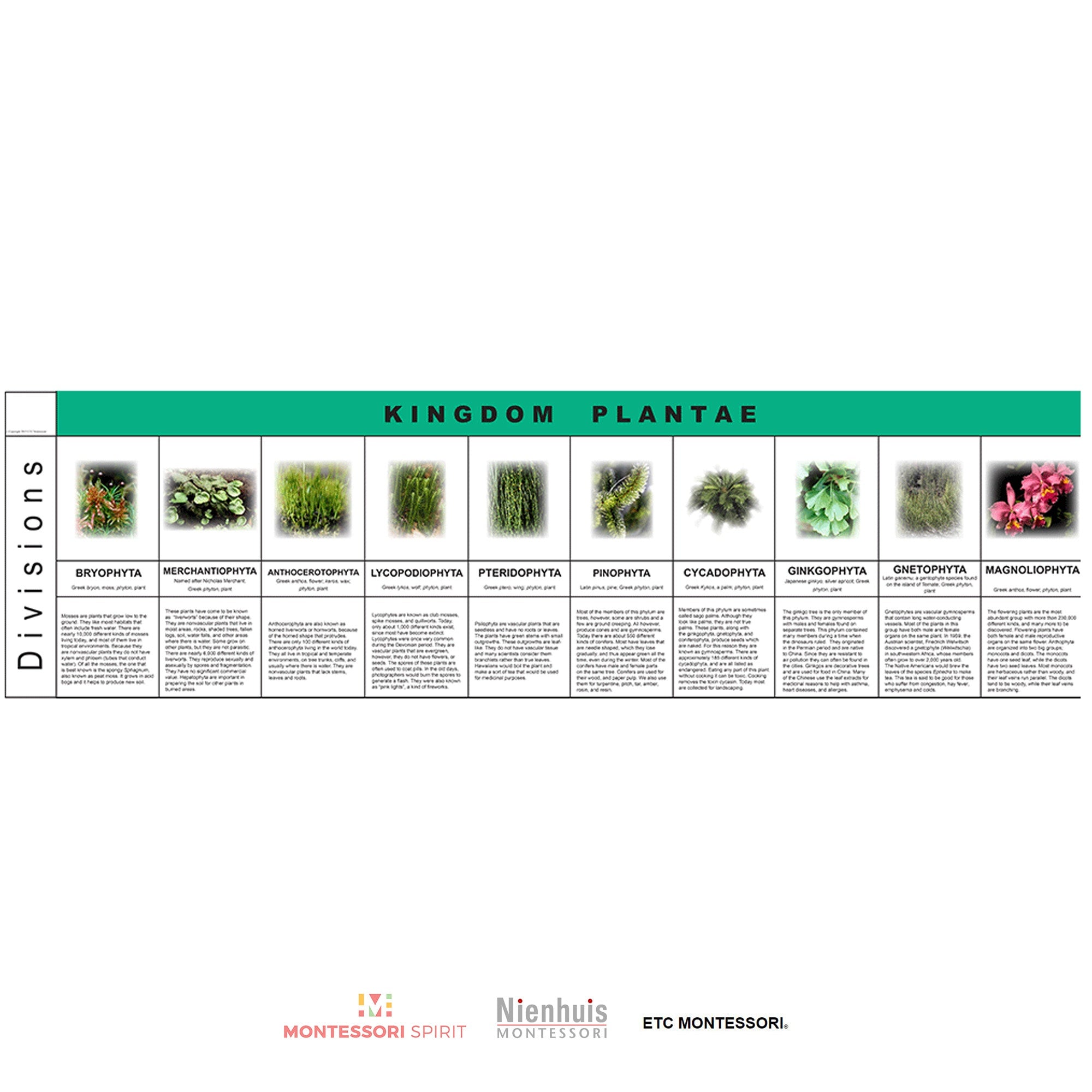 Plant Kingdom Charts