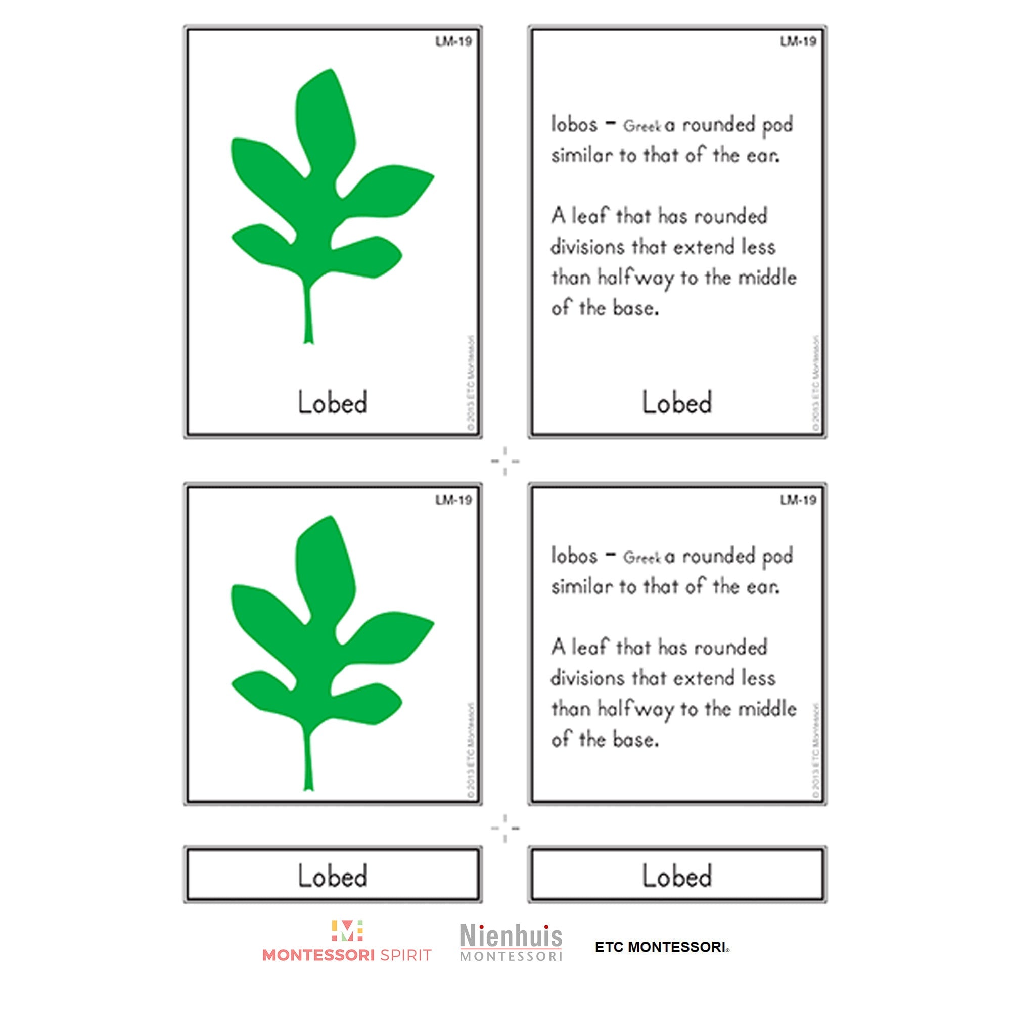 Leaf Morphology Nomenklatur