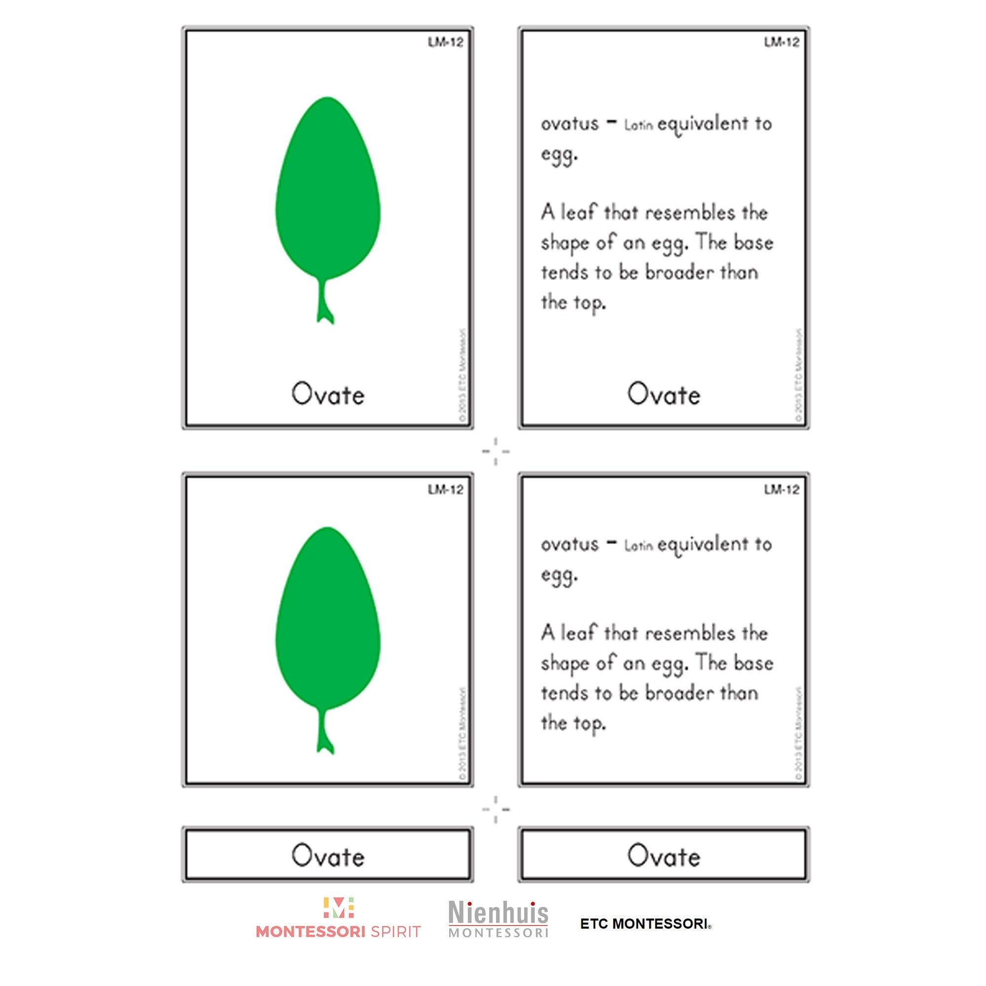Leaf Morphology Nomenklatur