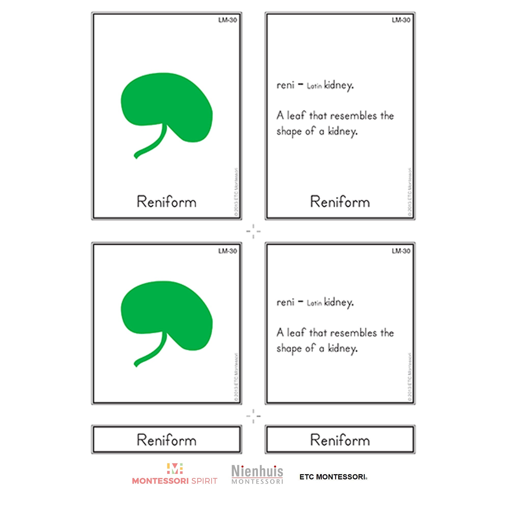 Leaf Morphology Nomenklatur