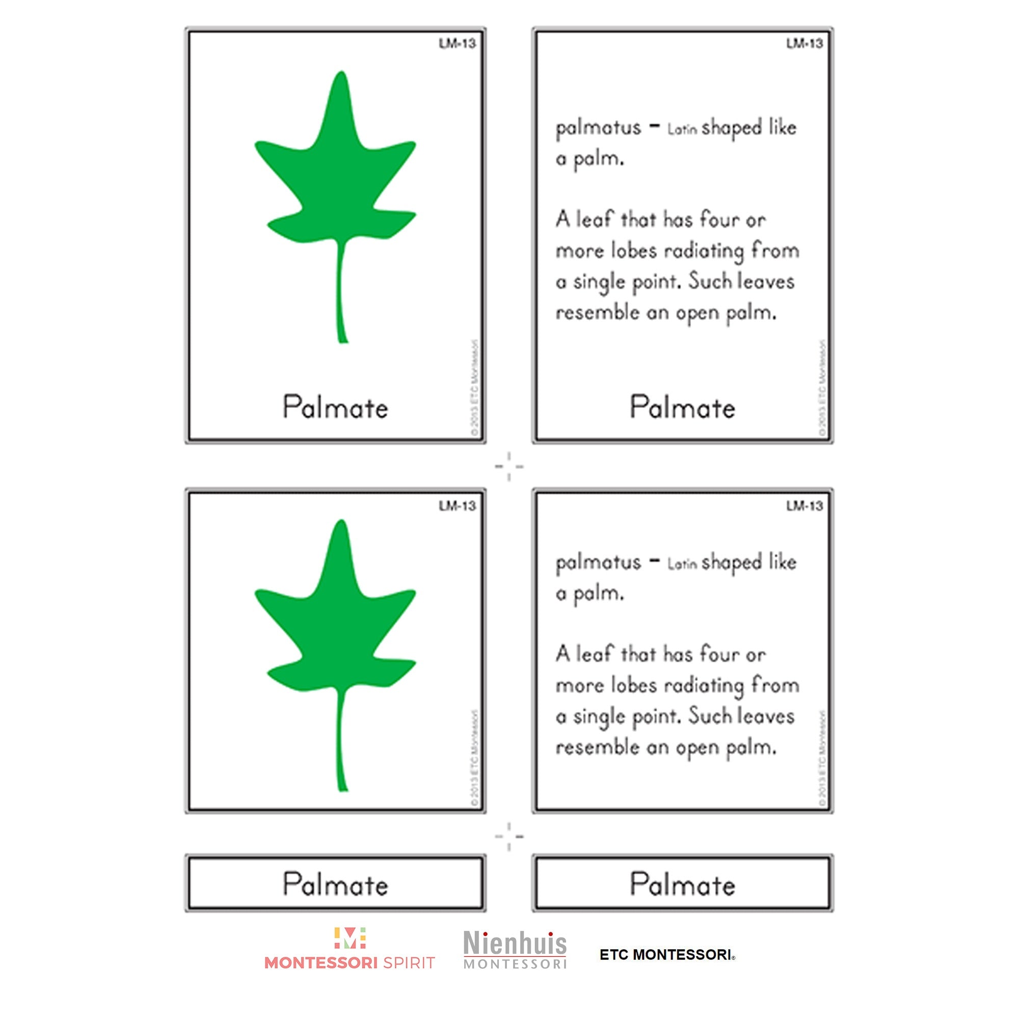 Leaf Morphology Nomenklatur