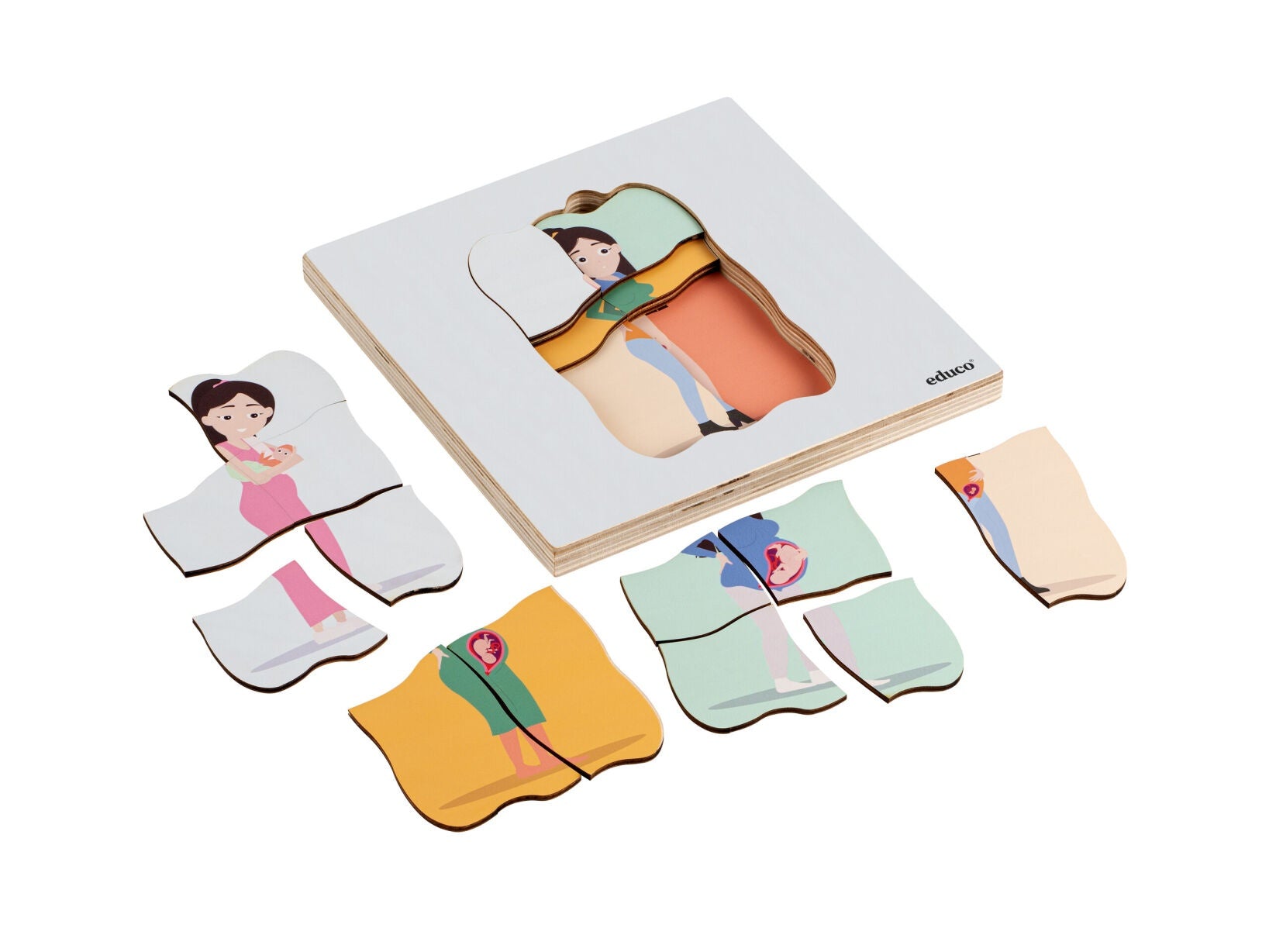 Wachstum - menschlicher Lebenszyklus puzzle
