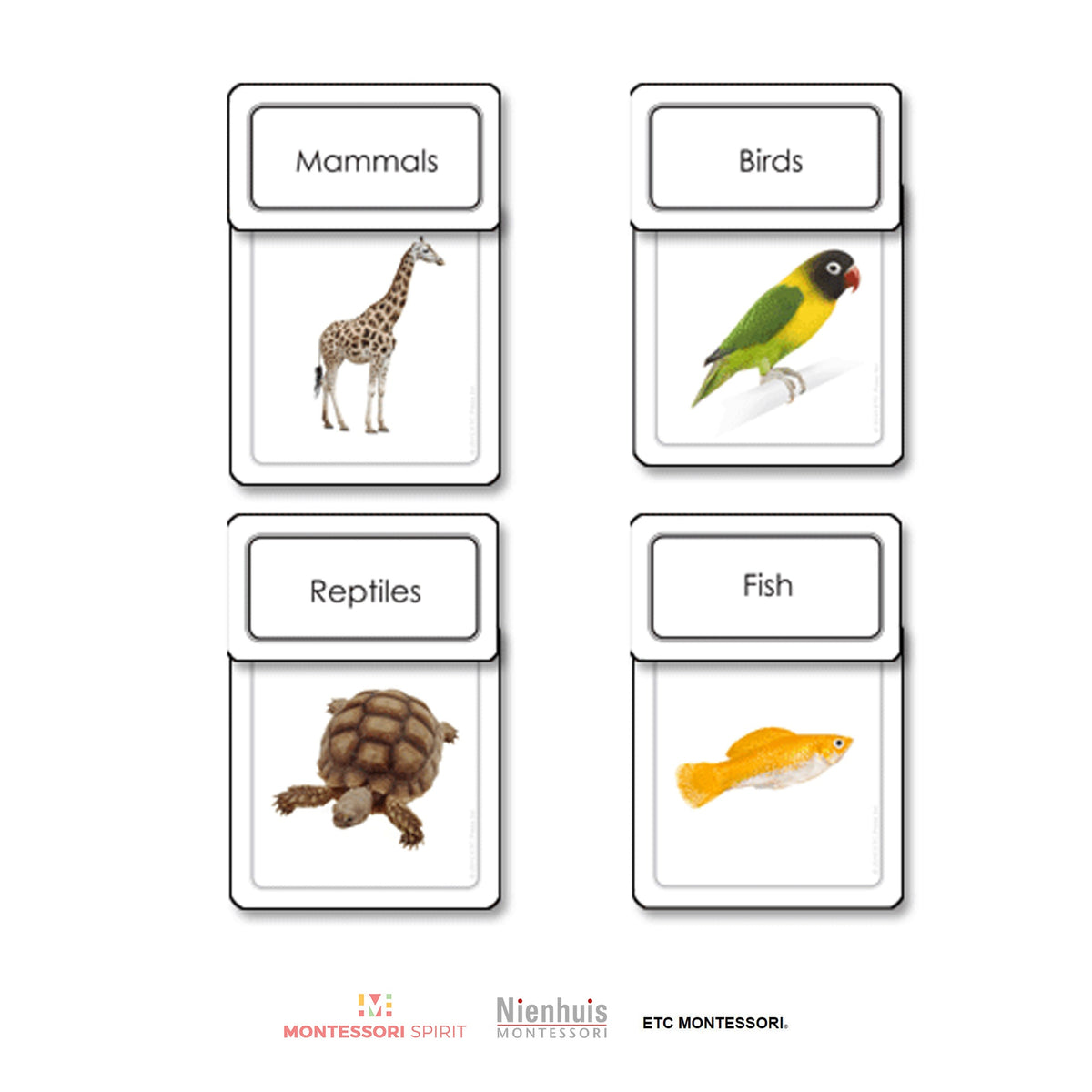 Vertebrates Sort Five Classes of Vertebrates Sorting Cards