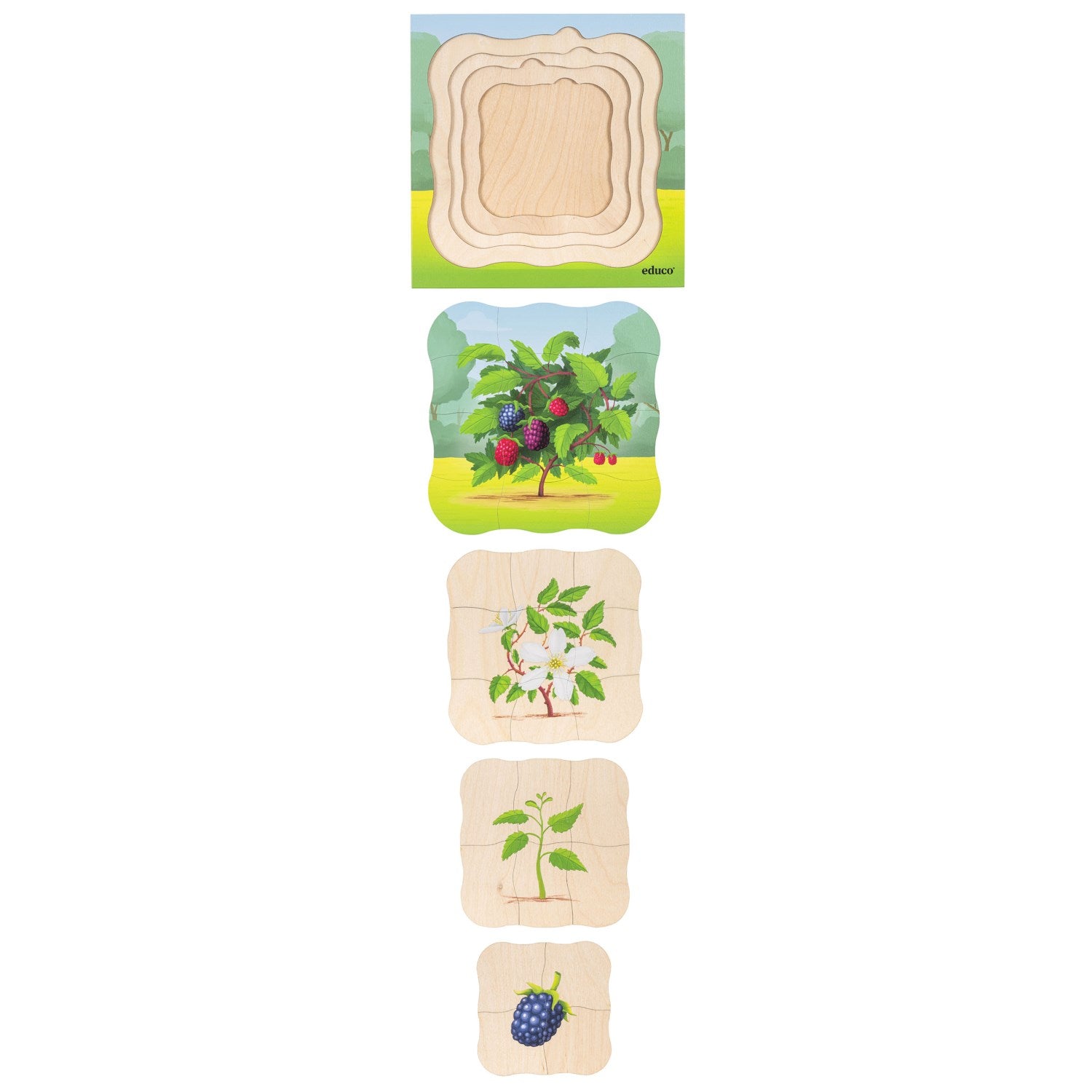 Puzzle évolutif dans la forêt - le mûrier