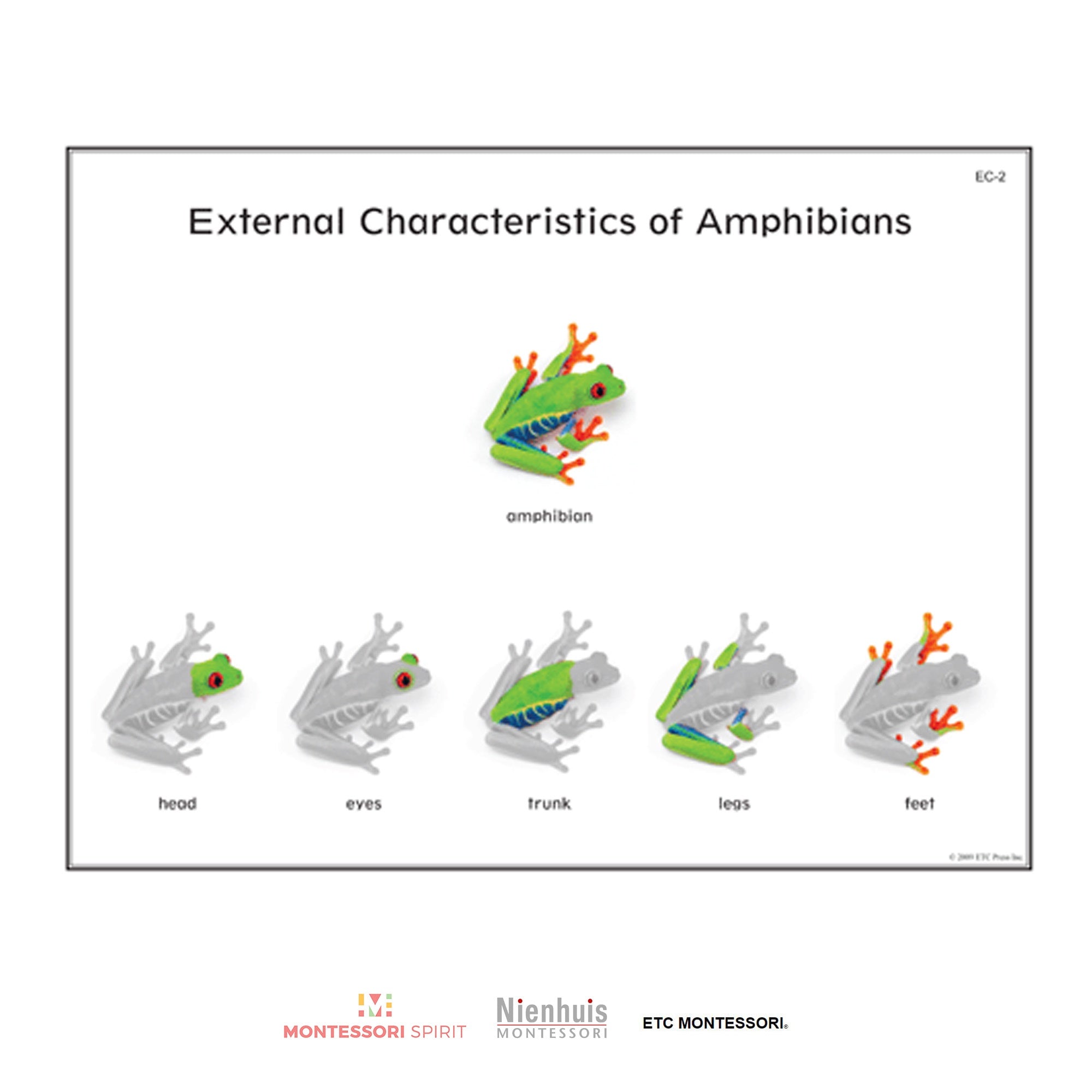 Características externas de los vertebrados