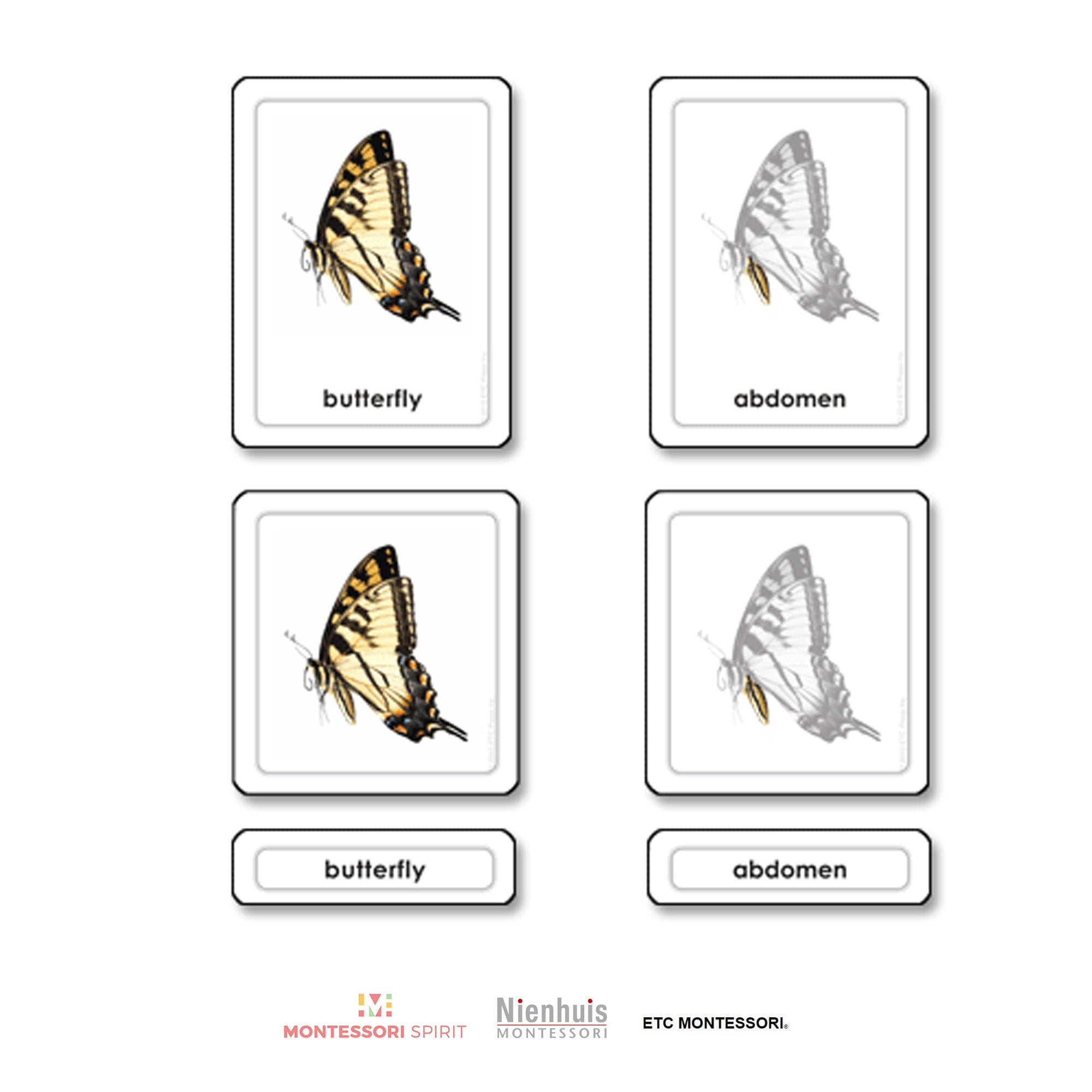 Partes de una mariposa (insectos)