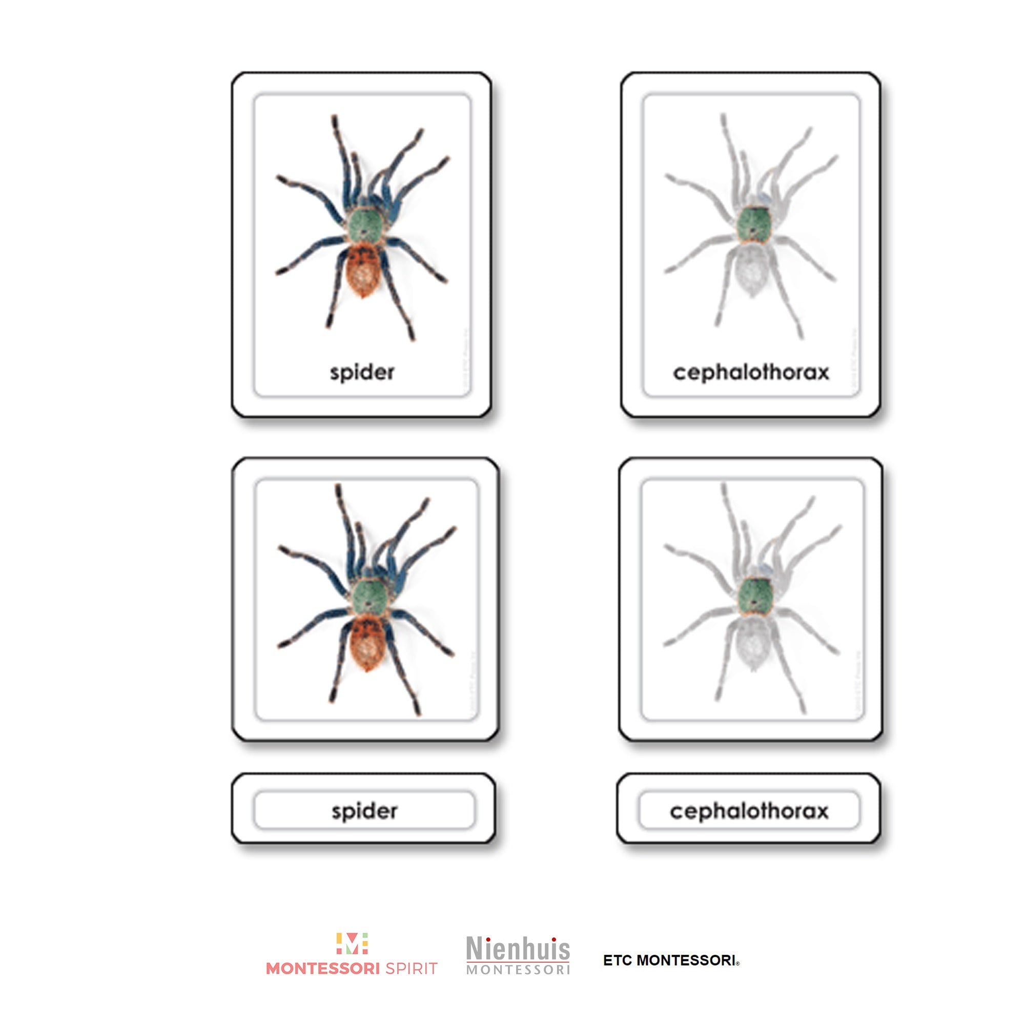 Partes de una araña (arácnido)