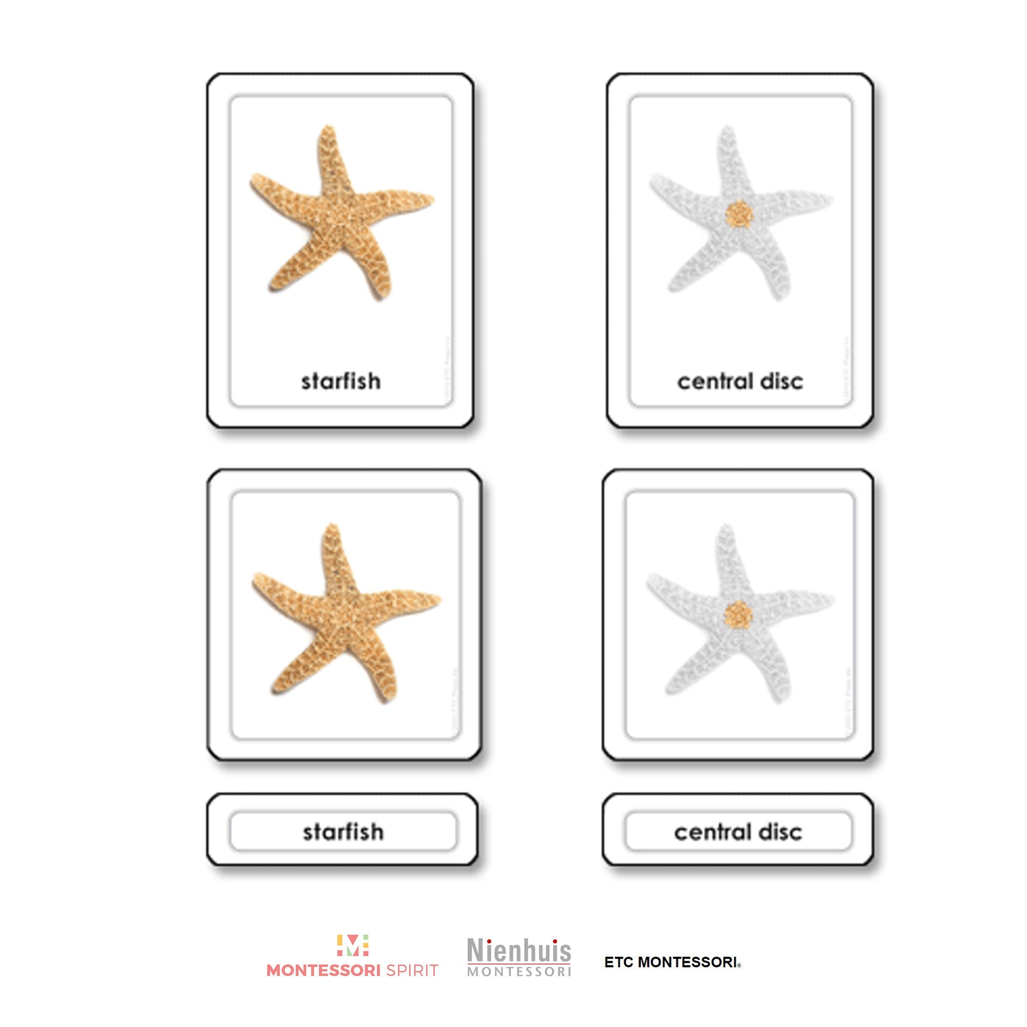 Partes de una estrella de mar (Equinodermos)