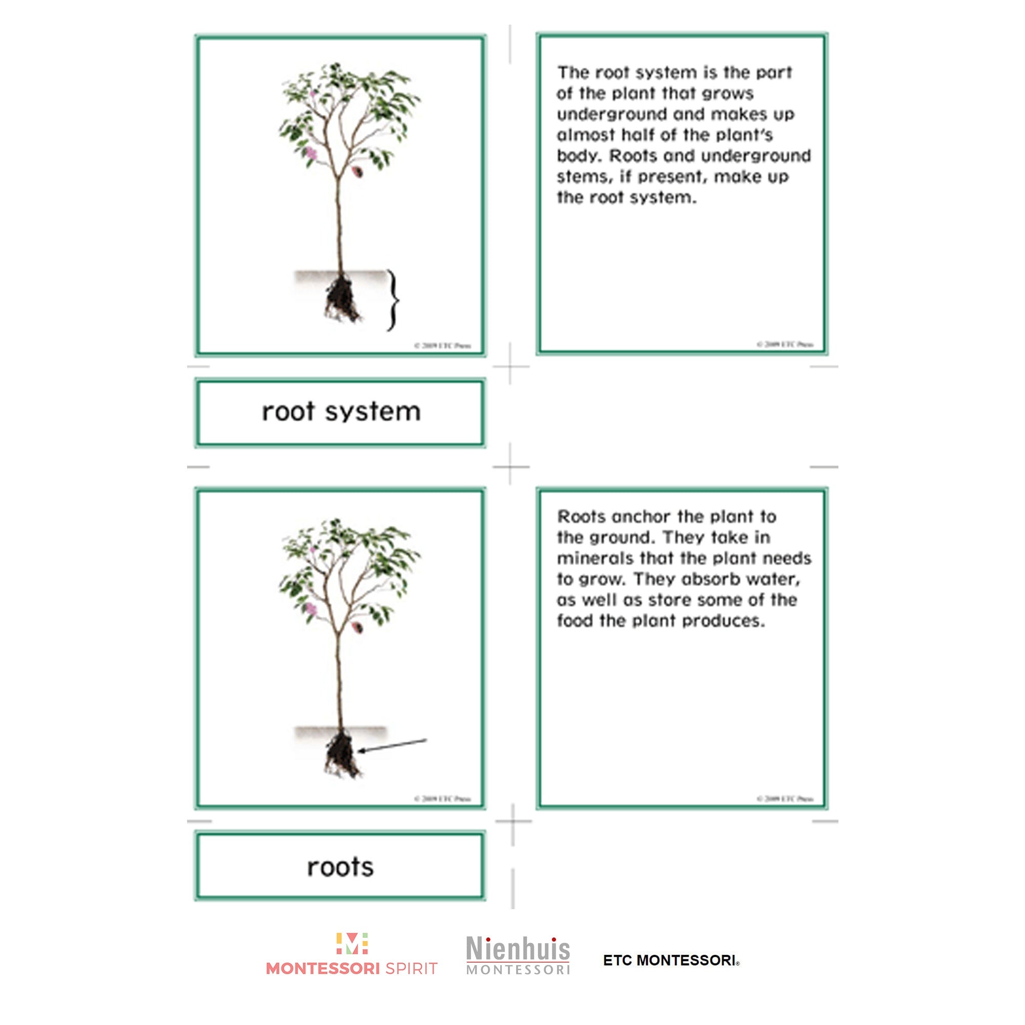 Nomenclatura botanica elementare