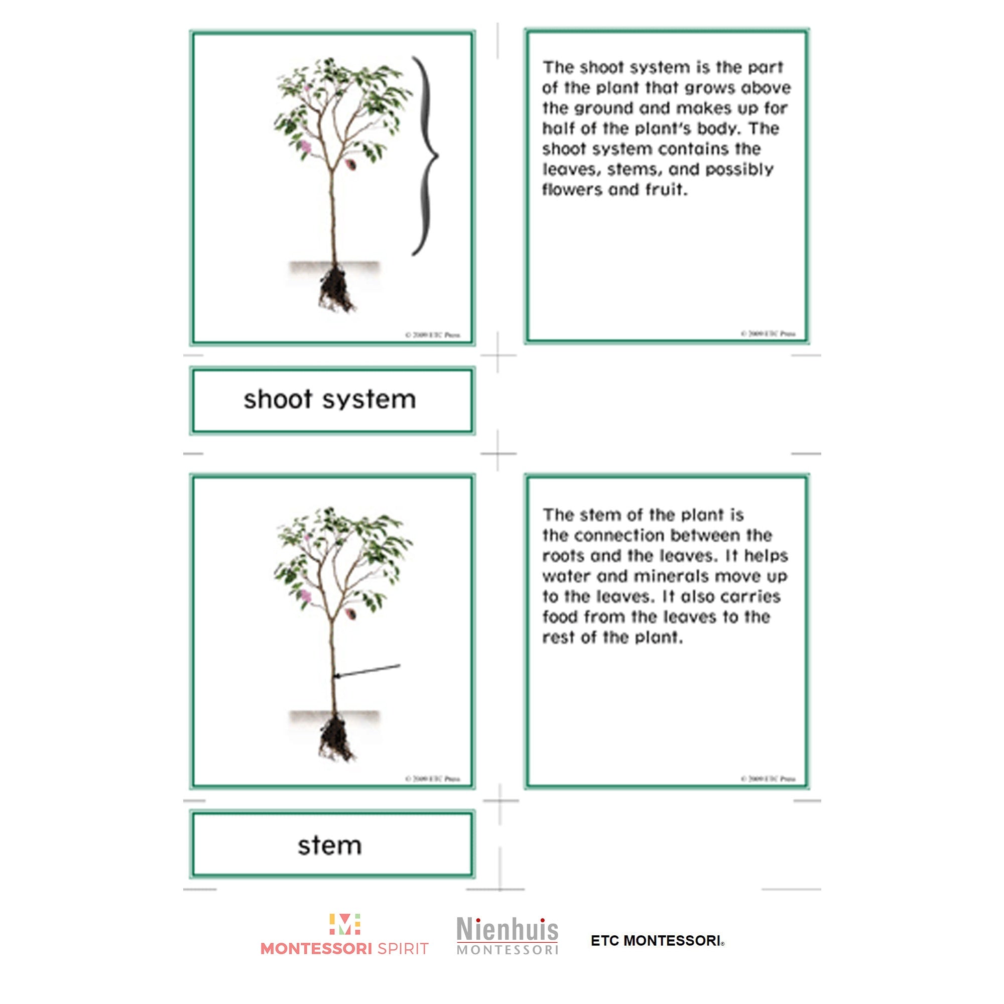 Nomenclatura botanica elementare