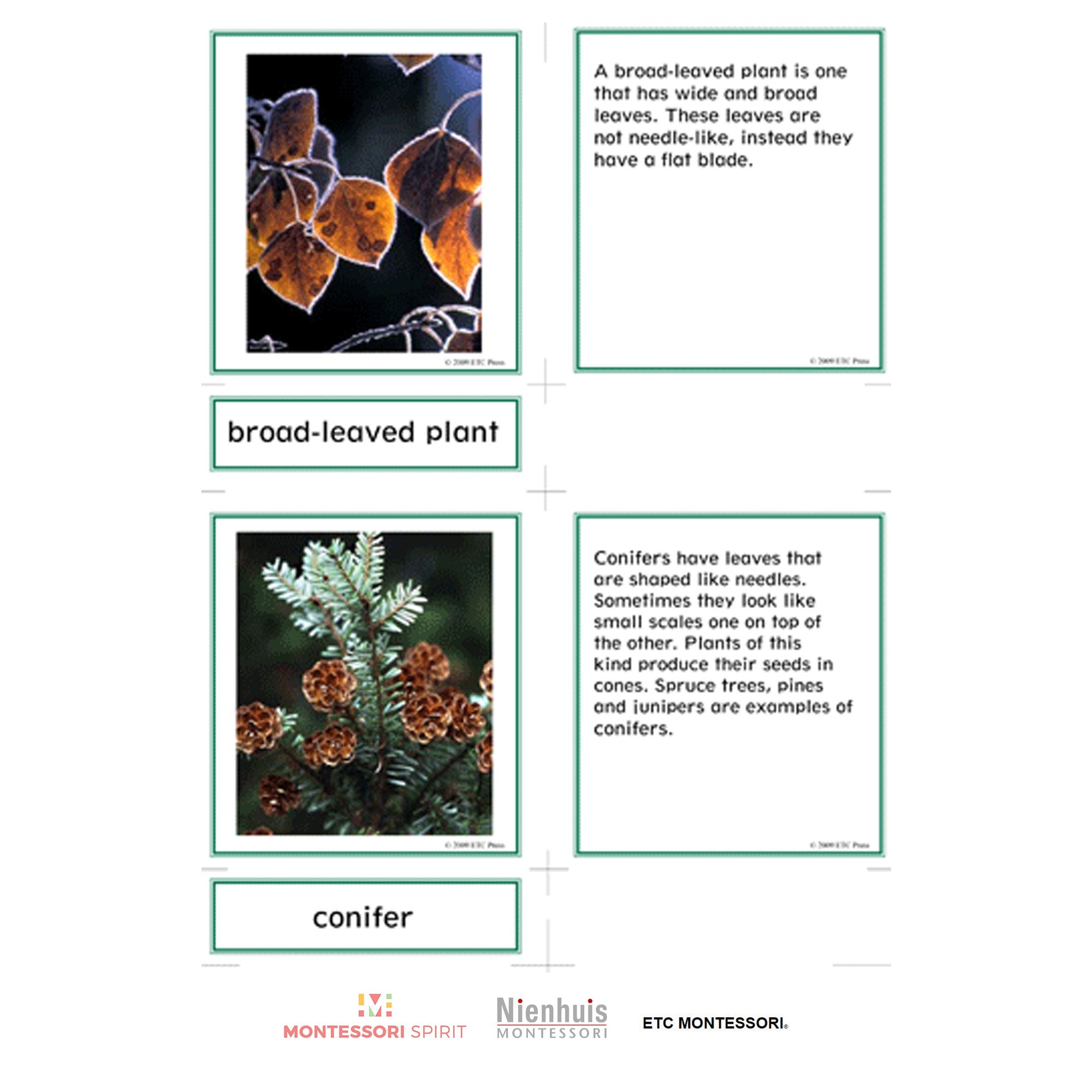 Nomenclatura botanica elementare