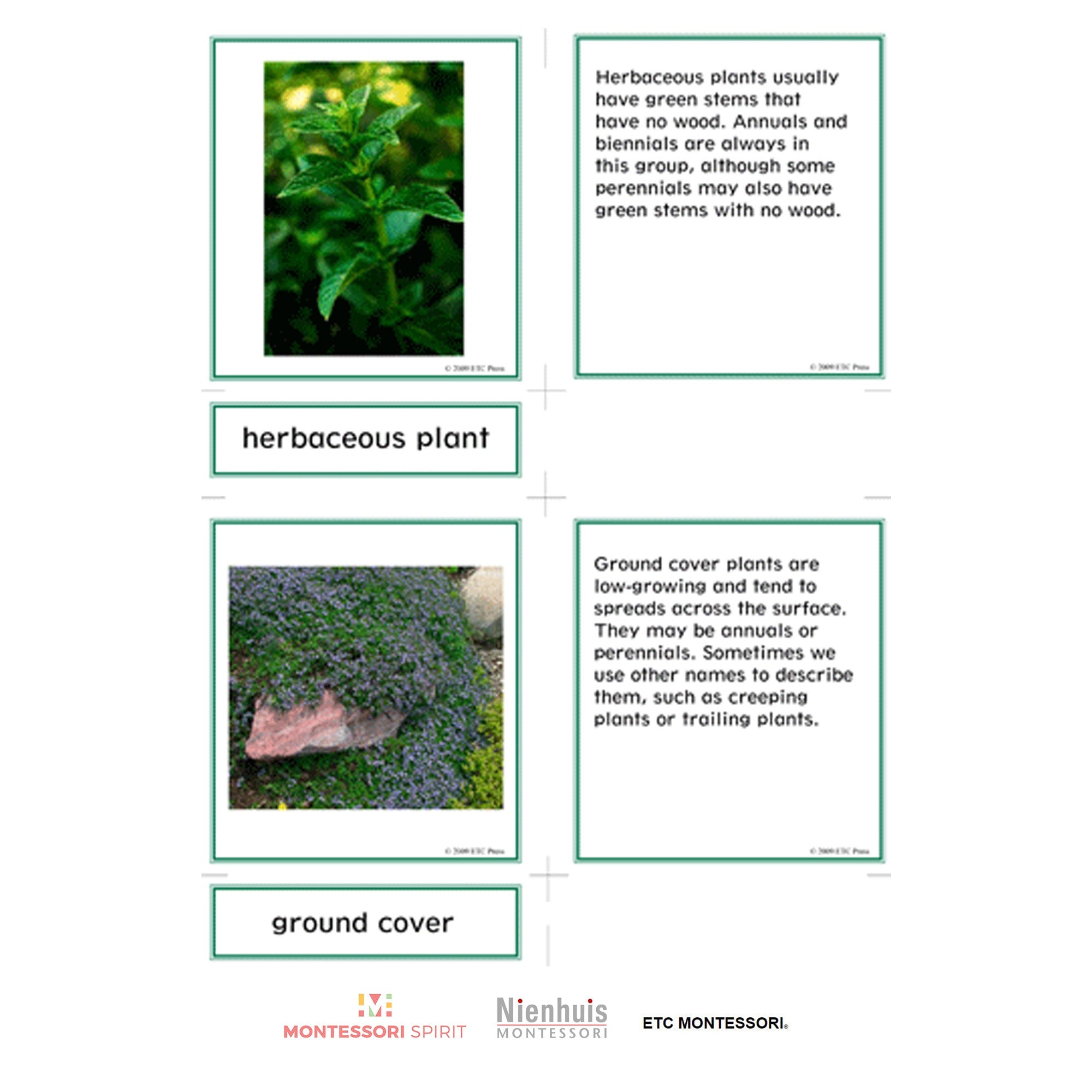 Nomenclatura botanica elementare