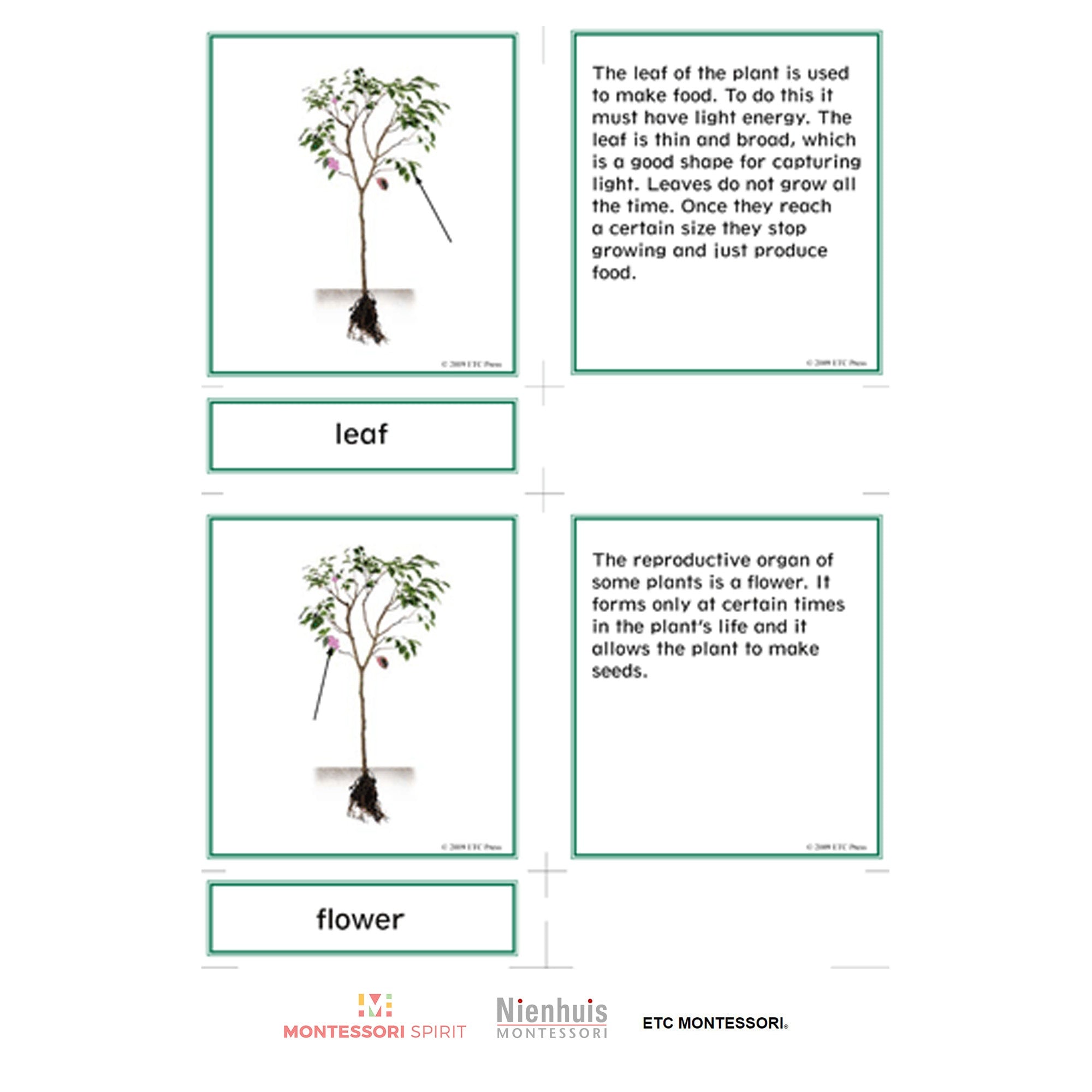 Nomenclatura botanica elementare