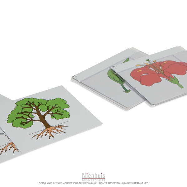 Immagine di Premier-jeu-de-cartes-de-botanique