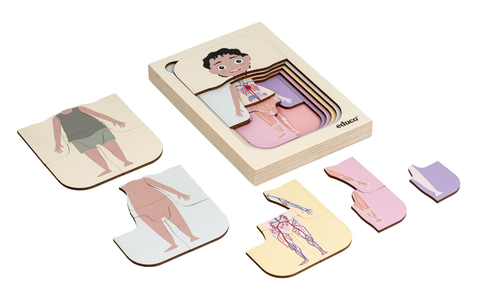 Puzzle a strati del corpo umano - ragazzo