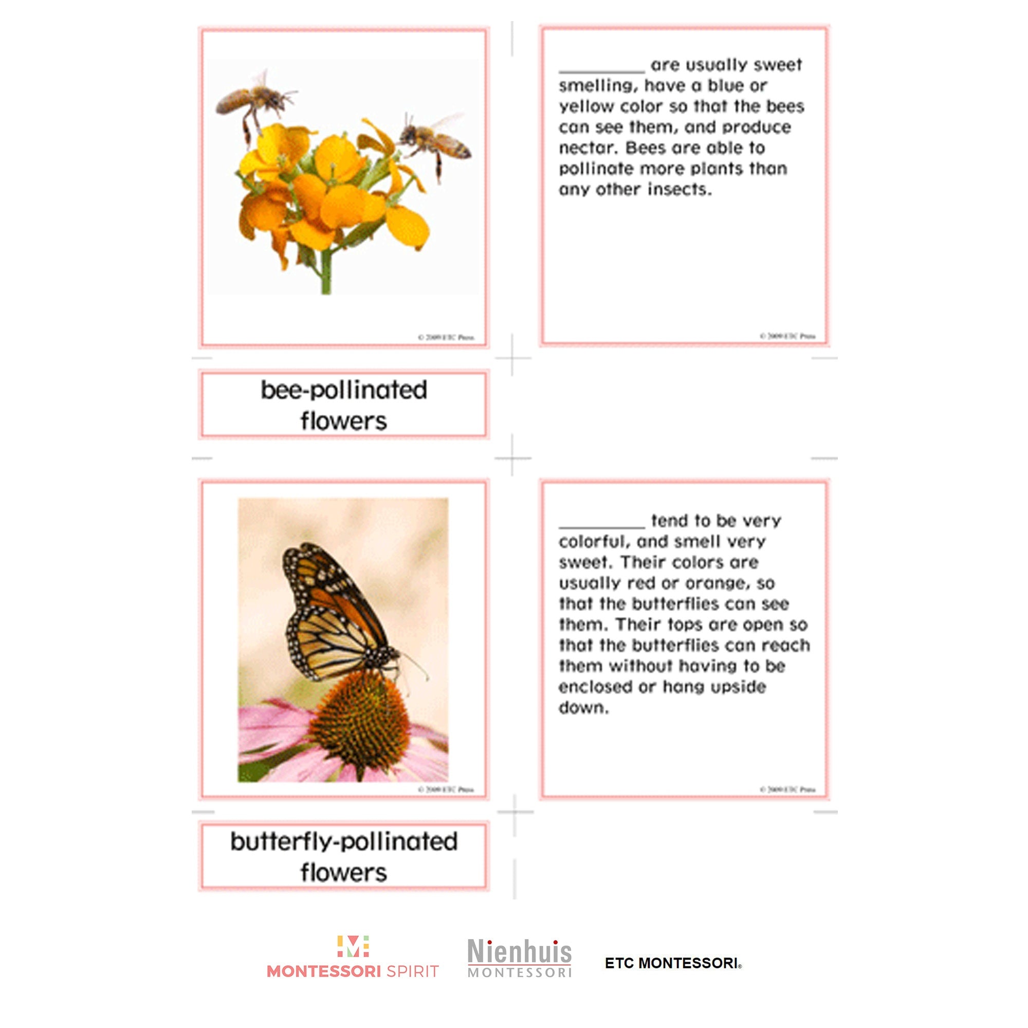 Nomenclatura botanica elementare